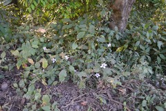 Barleria involucrata var. involucrata